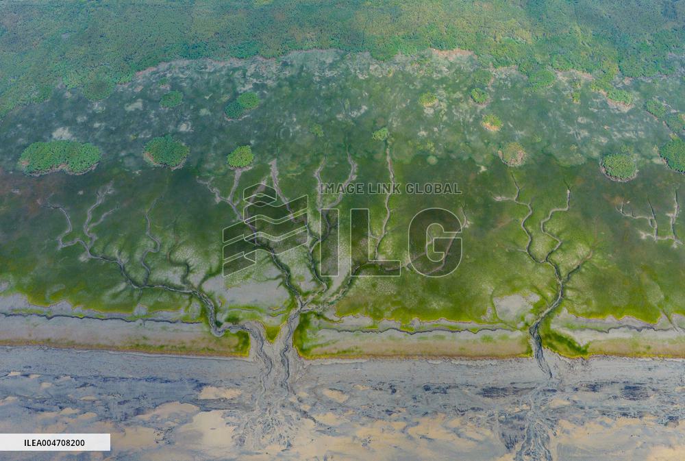 Tidal Tree Landscape by the Qiantang River in Haining