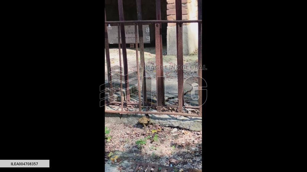 China: Lucky Toad Escapes as Cat Attacks Snake in Dandong