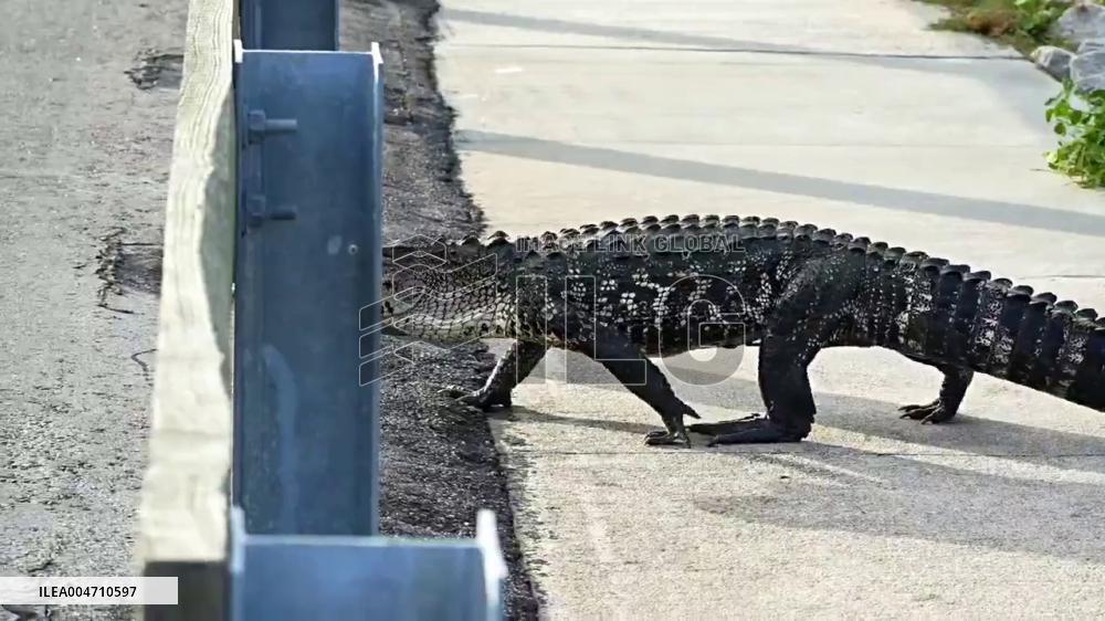 US: Alligator Lumbers Across Causeway in South Carolina