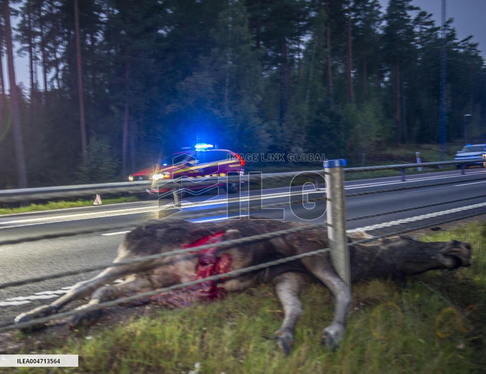 ÄLGOLYCKA SÖDER OM AVESTA