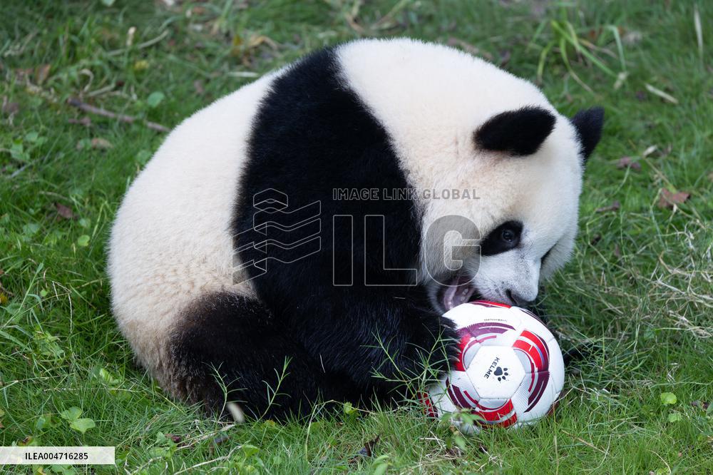 Giant Panda