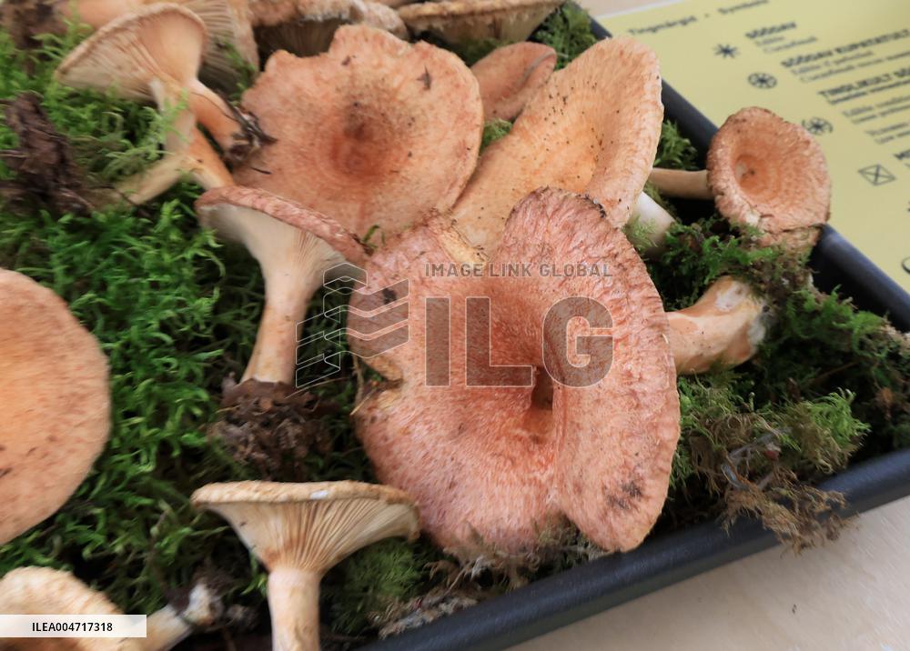 Mushroom exhibition