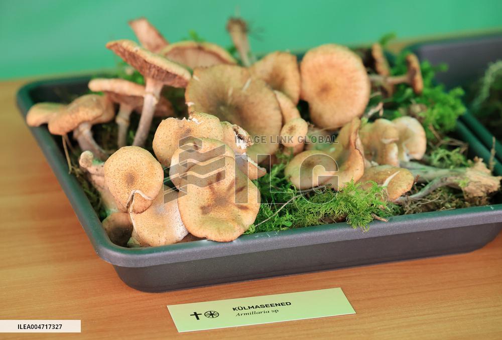 Mushroom exhibition