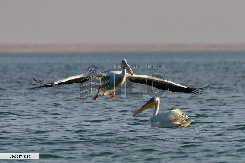 Illustration - Mauritania