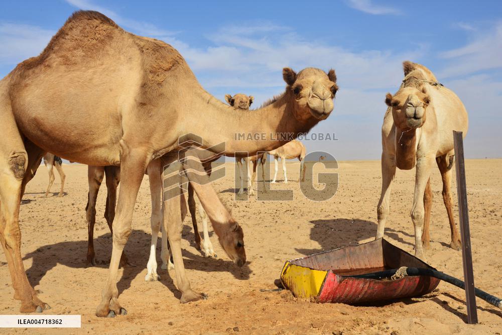 Illustration - Mauritania