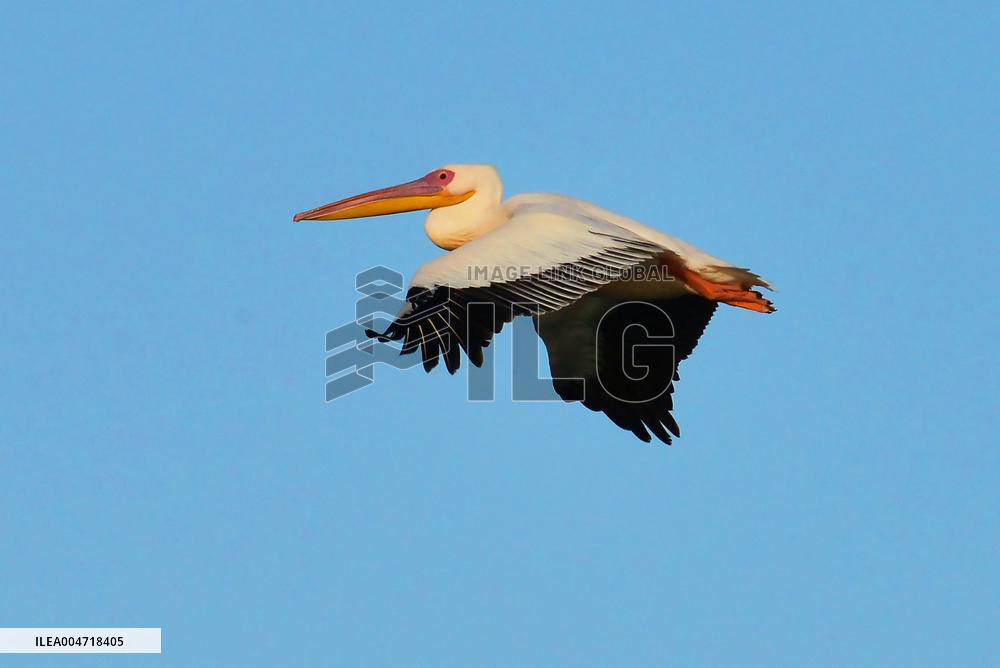 Illustration - Mauritania