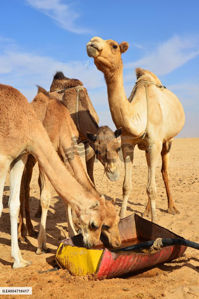 Illustration - Mauritania