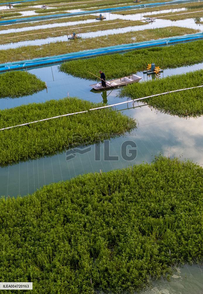 Hairy Crab Ecological Breeding Base in Suqian