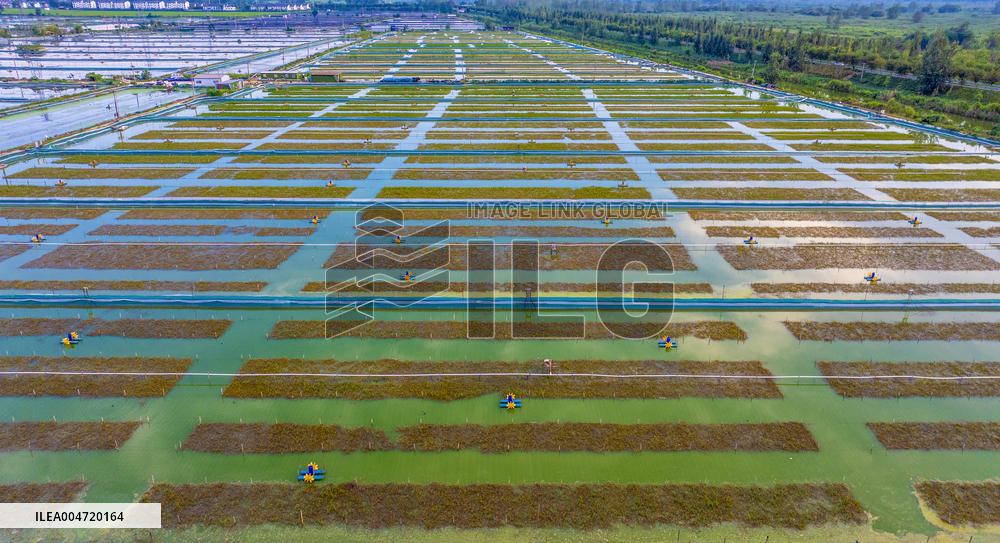 Hairy Crab Ecological Breeding Base in Suqian
