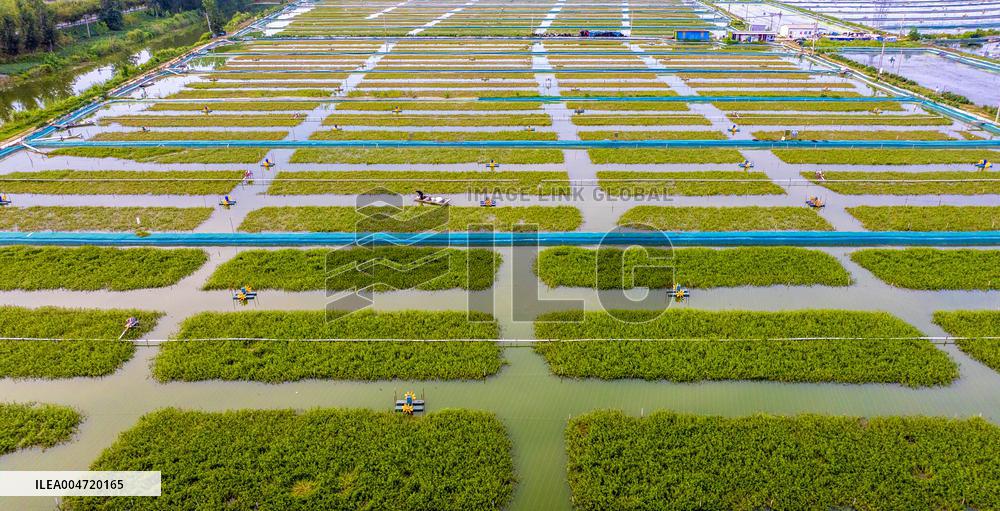 Hairy Crab Ecological Breeding Base in Suqian