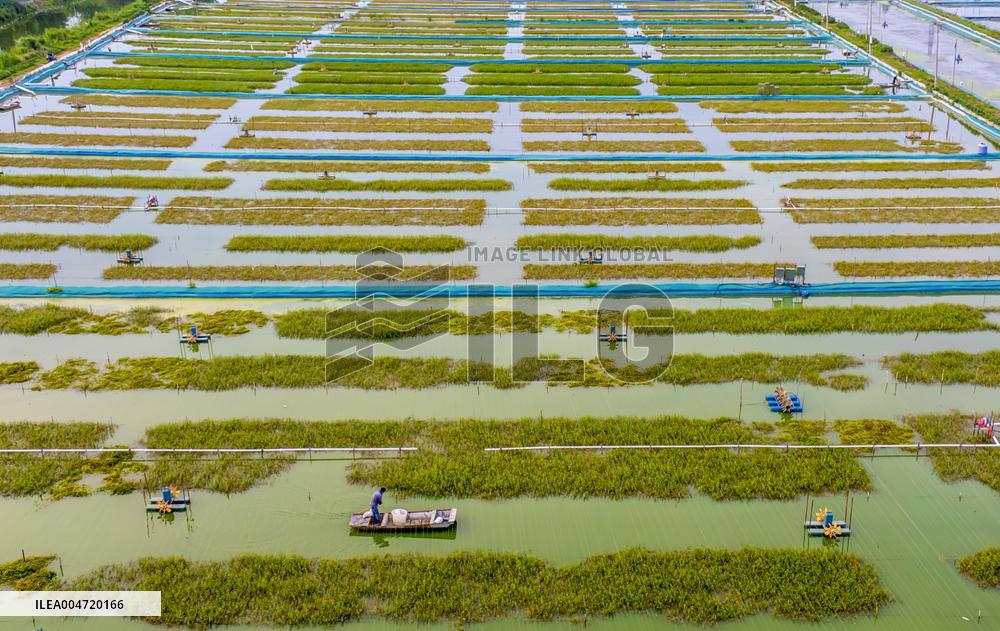 Hairy Crab Ecological Breeding Base in Suqian