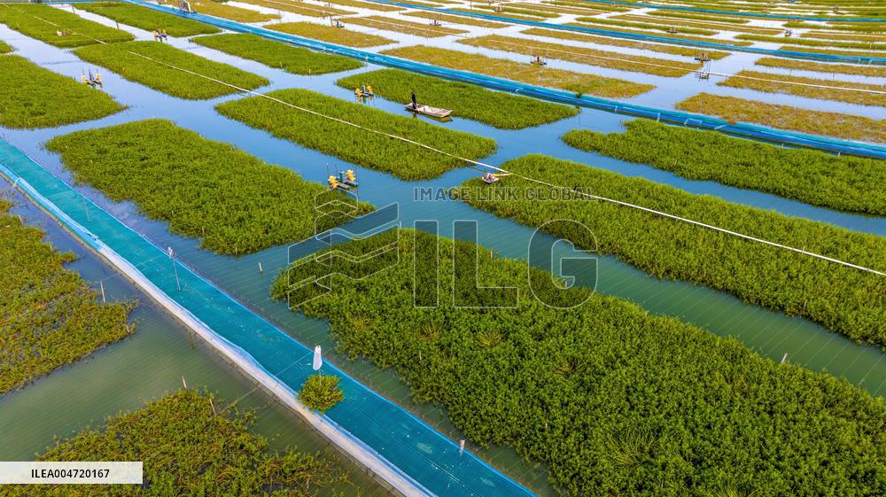 Hairy Crab Ecological Breeding Base in Suqian