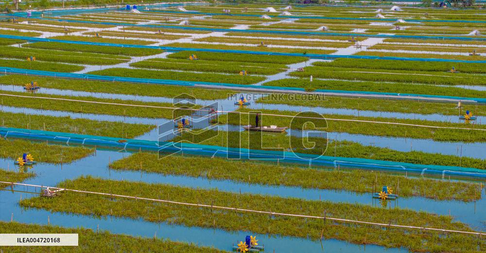 Hairy Crab Ecological Breeding Base in Suqian