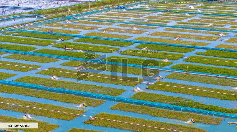 Hairy Crab Ecological Breeding Base in Suqian
