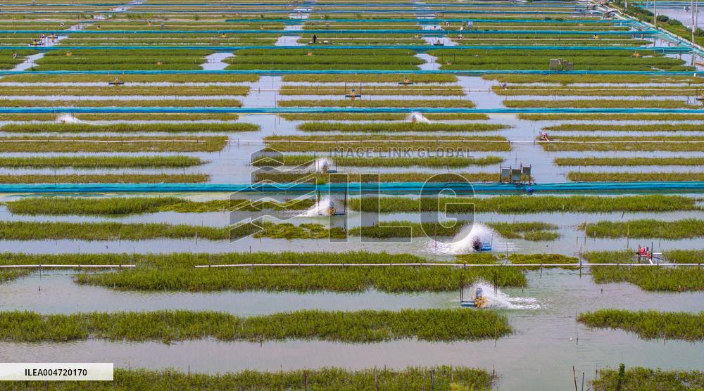 Hairy Crab Ecological Breeding Base in Suqian