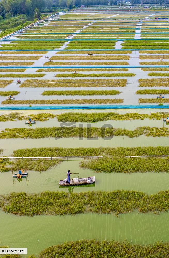 Hairy Crab Ecological Breeding Base in Suqian