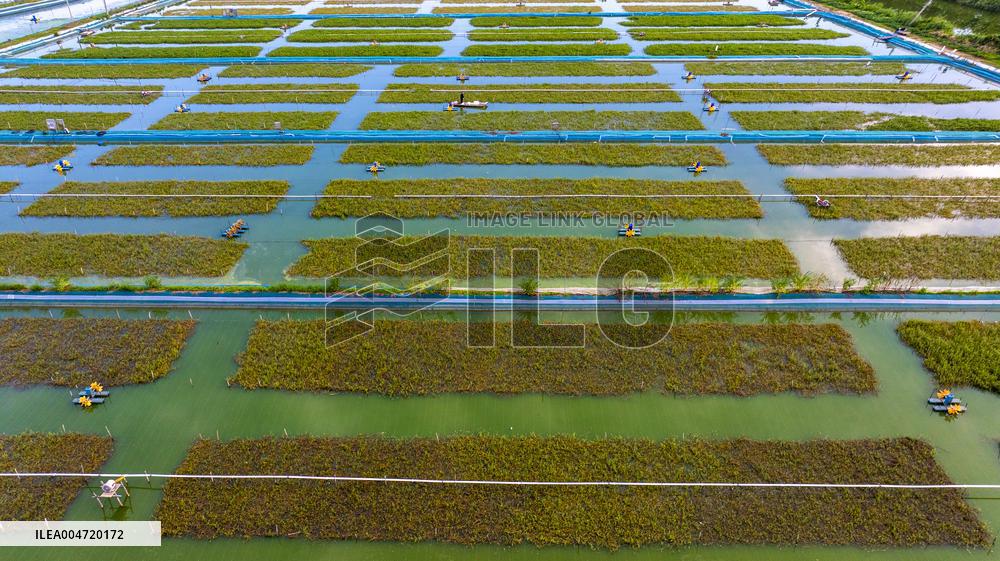 Hairy Crab Ecological Breeding Base in Suqian