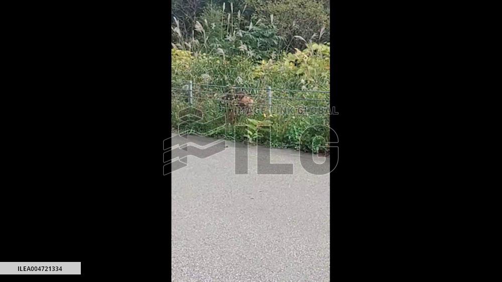 Japan: Wild Bear Spotted on Roadside in Southern Hokkaido
