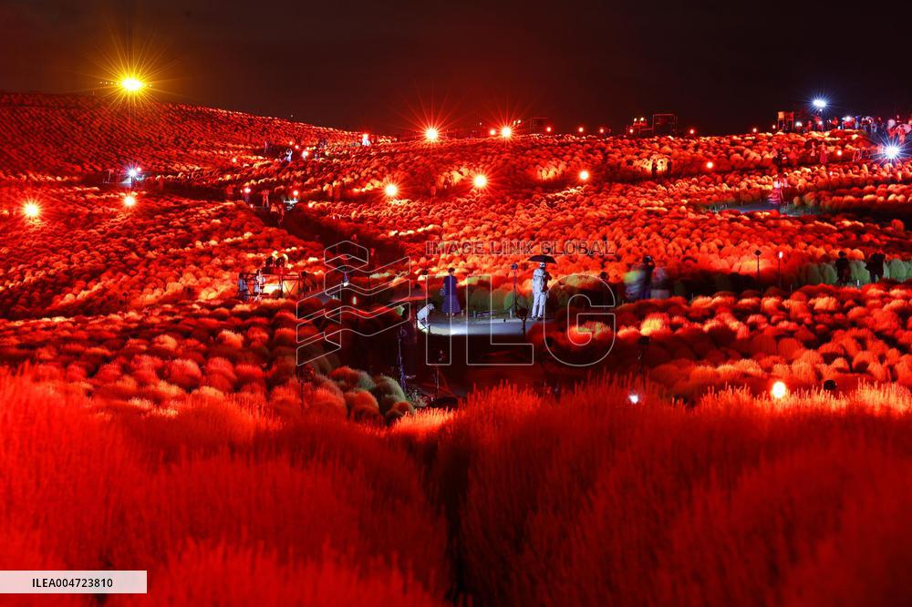 Illuminated kochia field in eastern Japan park
