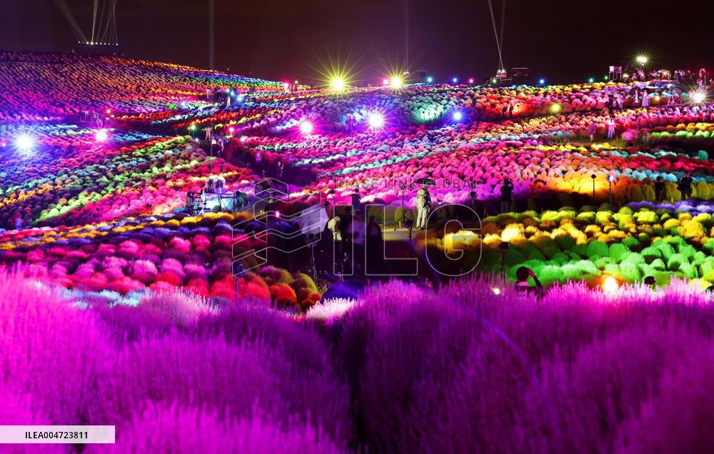 Illuminated kochia field in eastern Japan park