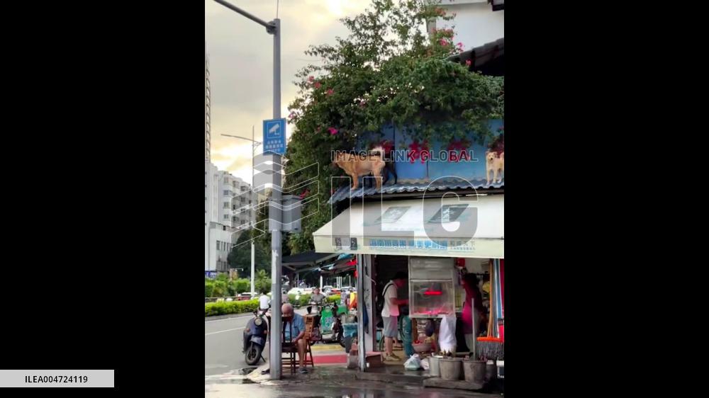 China: Rural Dogs Take Carefree Stroll on Restaurant Rooftop in Sichuan
