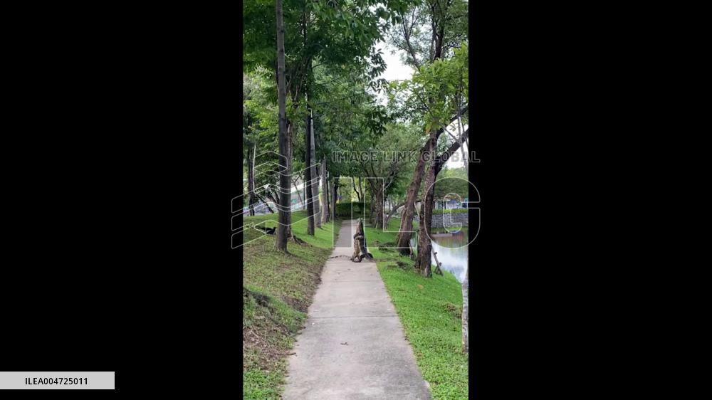Thailand: Two Monitor Lizards Hug in Bangkok