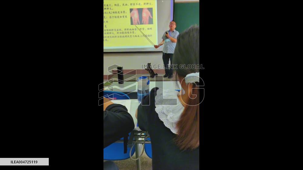 China: Cat Chases Pointer, Diverts Attention From Lecture at University