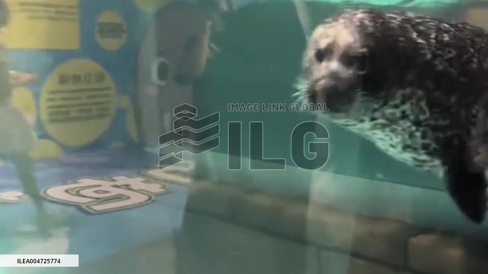 China: Seal Gives Goofy Sideways Glance at Aquarium in Shenyang