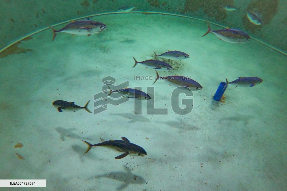 Offshore Yellowfin Tuna Breeding Base - China