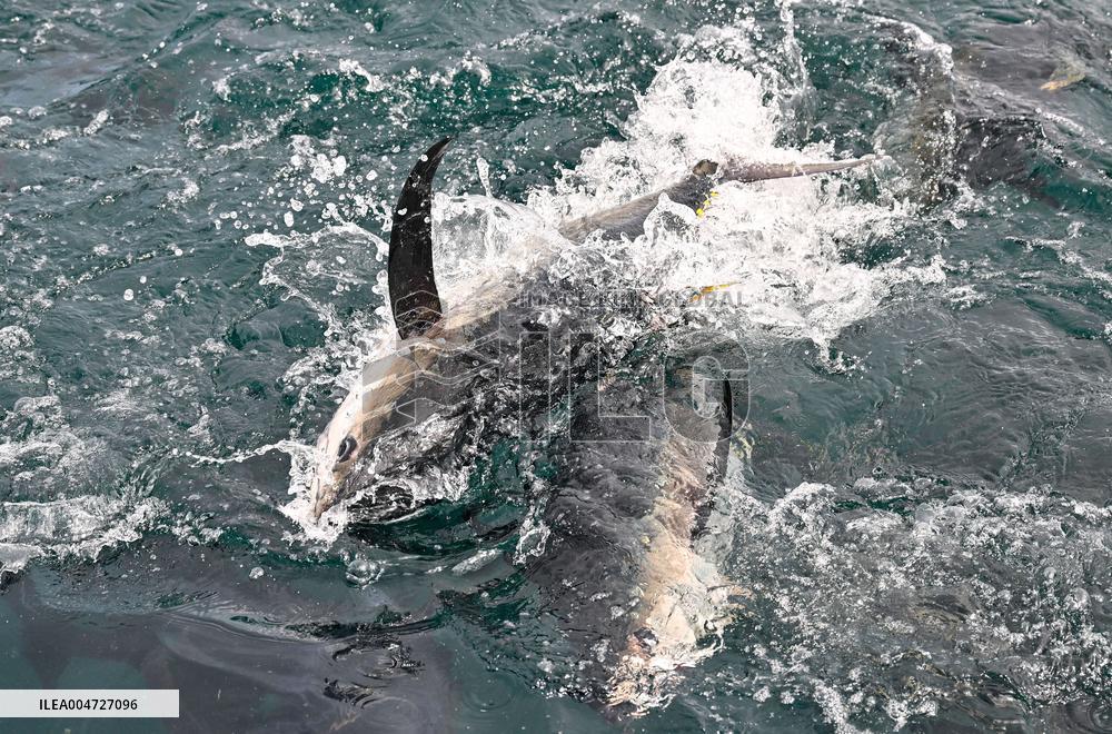 Offshore Yellowfin Tuna Breeding Base - China