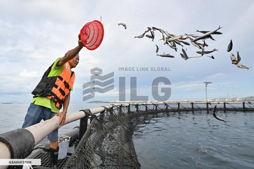 Offshore Yellowfin Tuna Breeding Base - China