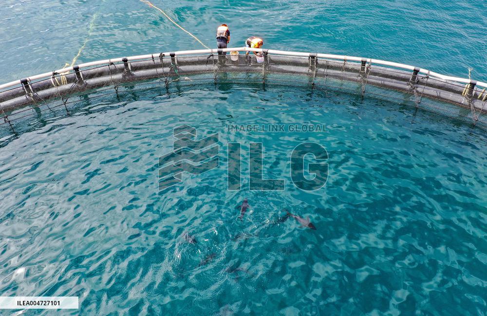 Offshore Yellowfin Tuna Breeding Base - China