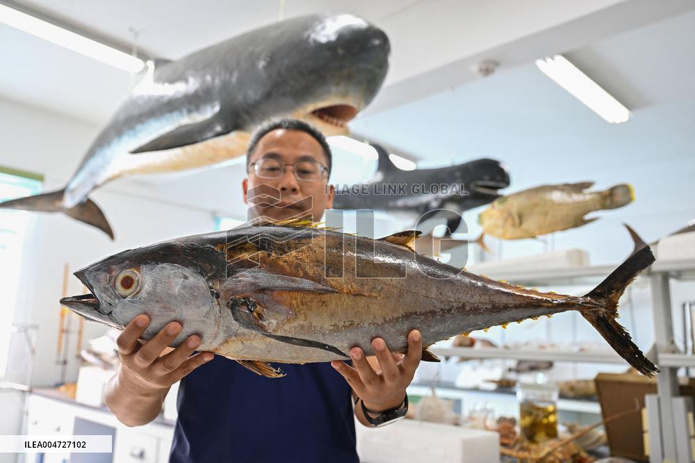 Offshore Yellowfin Tuna Breeding Base - China