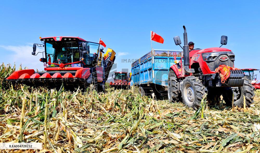 Seed Corn Planting Base in Zhangye