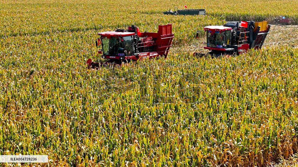 Seed Corn Planting Base in Zhangye