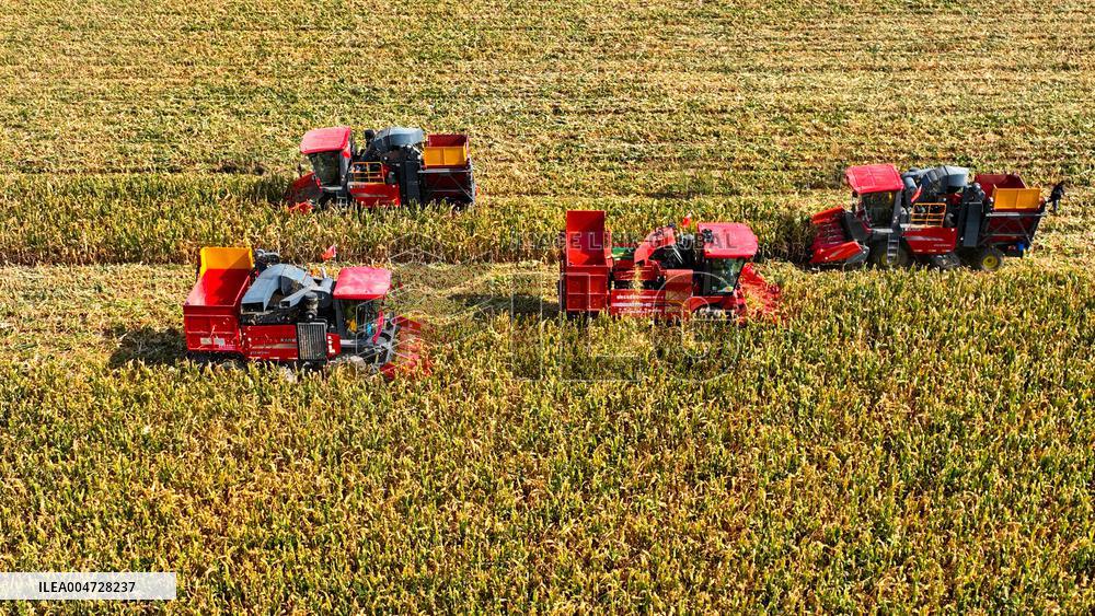 Seed Corn Planting Base in Zhangye