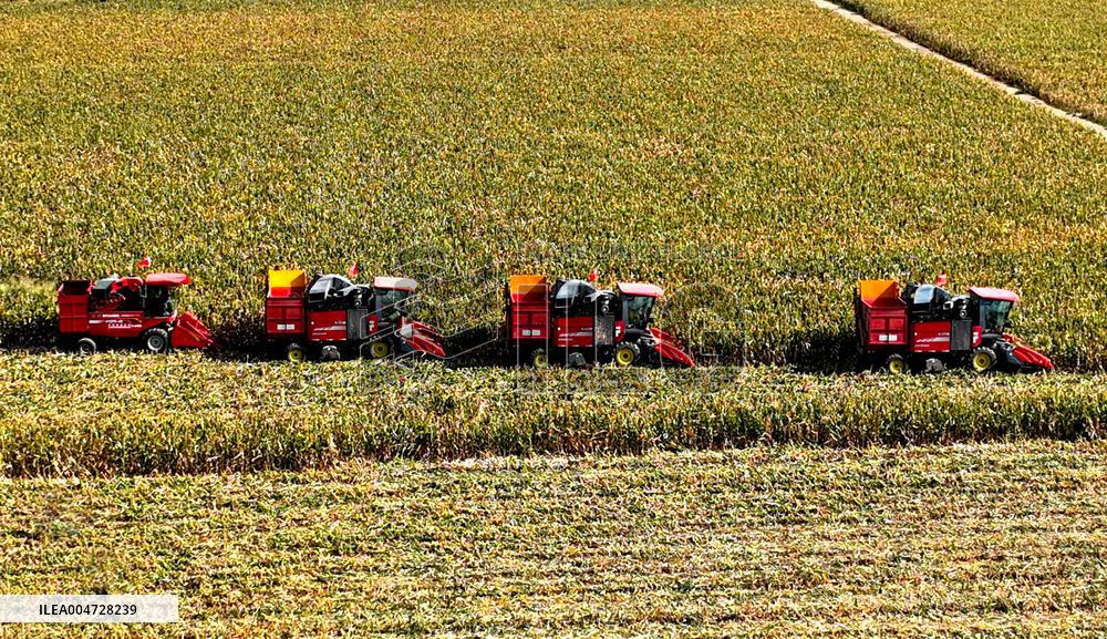 Seed Corn Planting Base in Zhangye