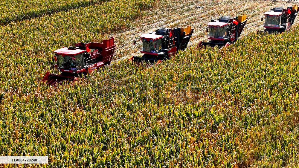 Seed Corn Planting Base in Zhangye