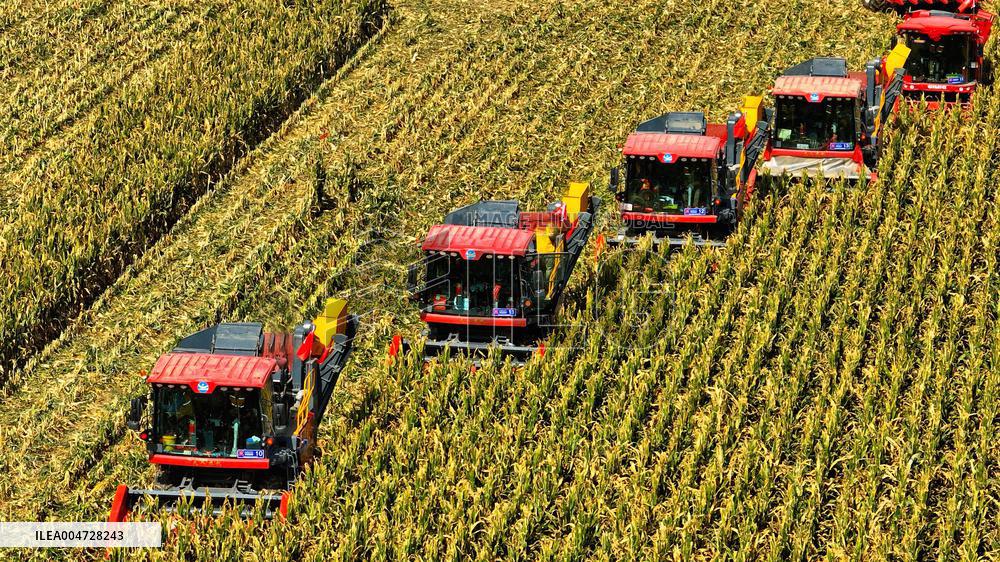 Seed Corn Planting Base in Zhangye
