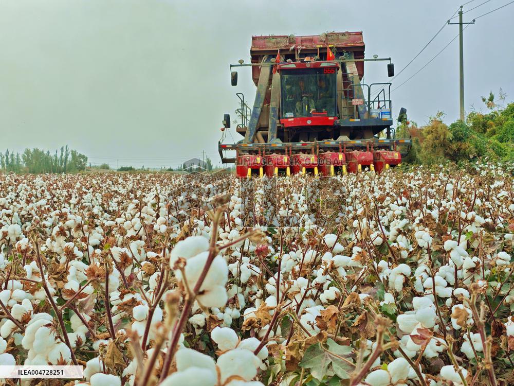 Cotton Harvest in Aksu