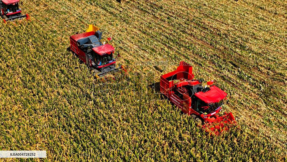 Seed Corn Planting Base in Zhangye