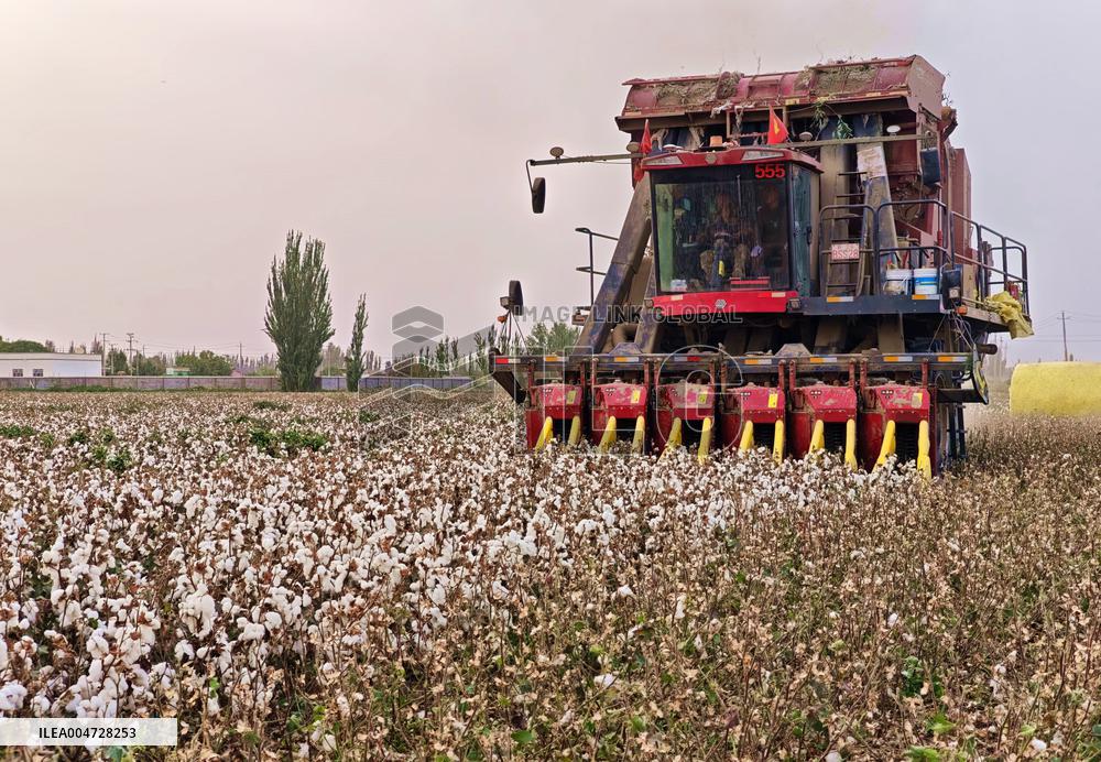 Cotton Harvest in Aksu