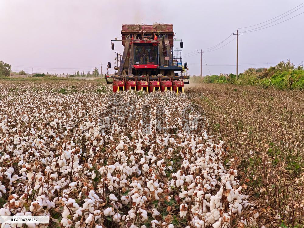 Cotton Harvest in Aksu