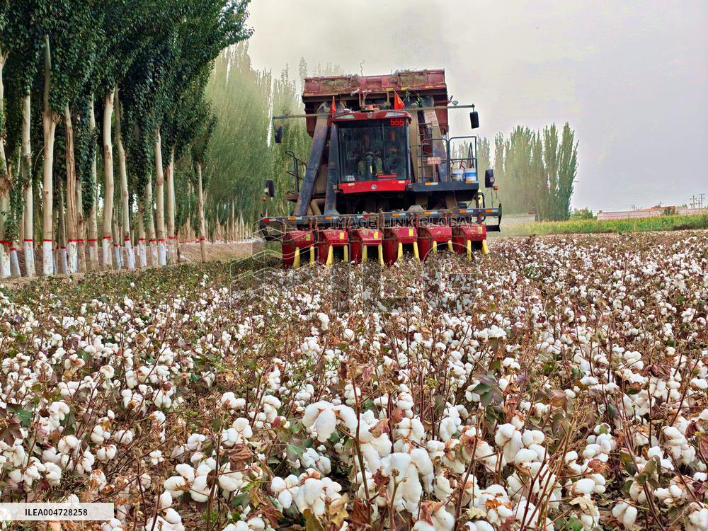 Cotton Harvest in Aksu