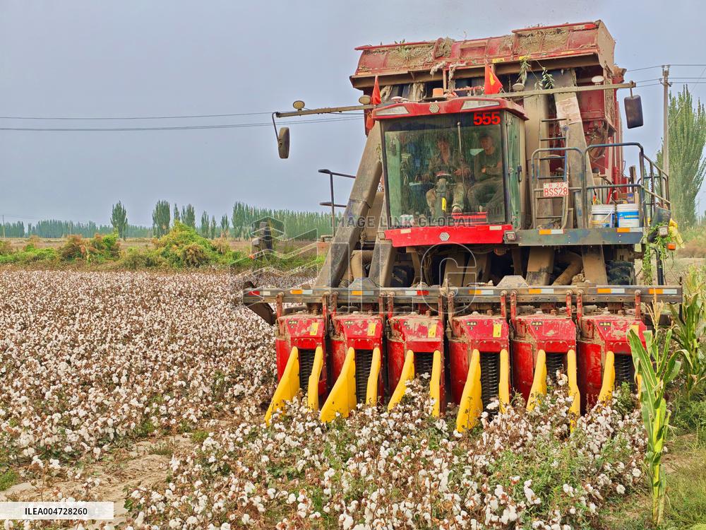 Cotton Harvest in Aksu