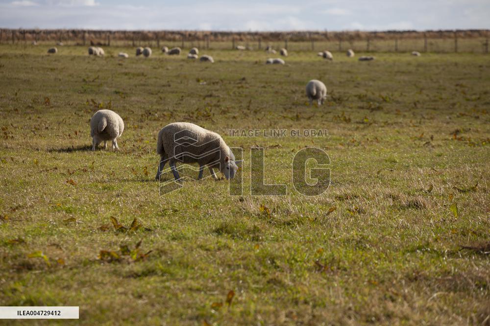 Illustration Scotland Landscape
