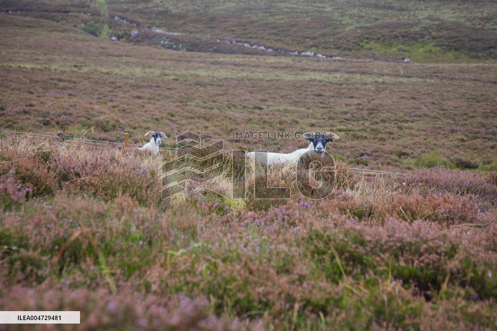 Illustration Scotland Clava Cairns