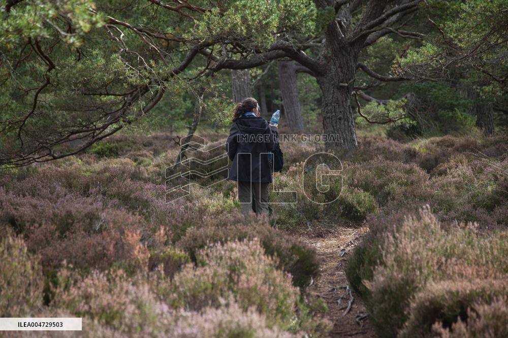 Illustration Scotland Mountain Landscapes