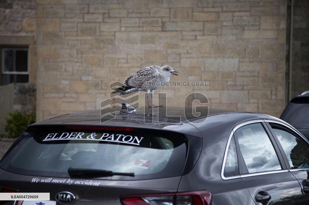 Illustration the City of Saint Andrews