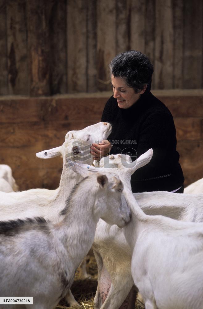 Illustration - Ile de Ré